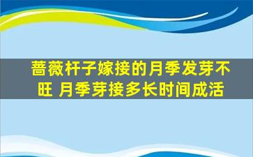 蔷薇杆子嫁接的月季发芽不旺 月季芽接多长时间成活